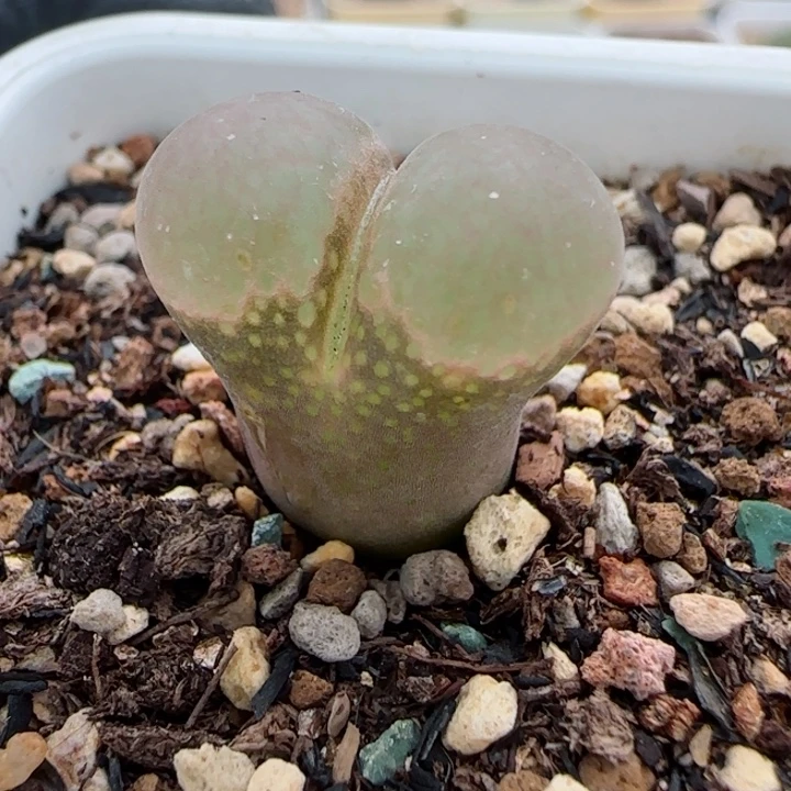 多肉植物红风单头1.9 14号