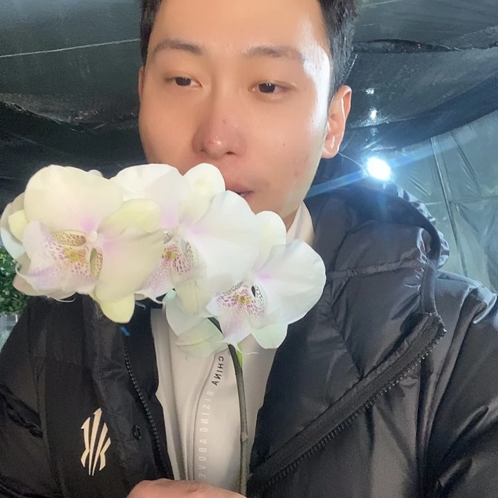 无花朵史黛拉蝴蝶兰