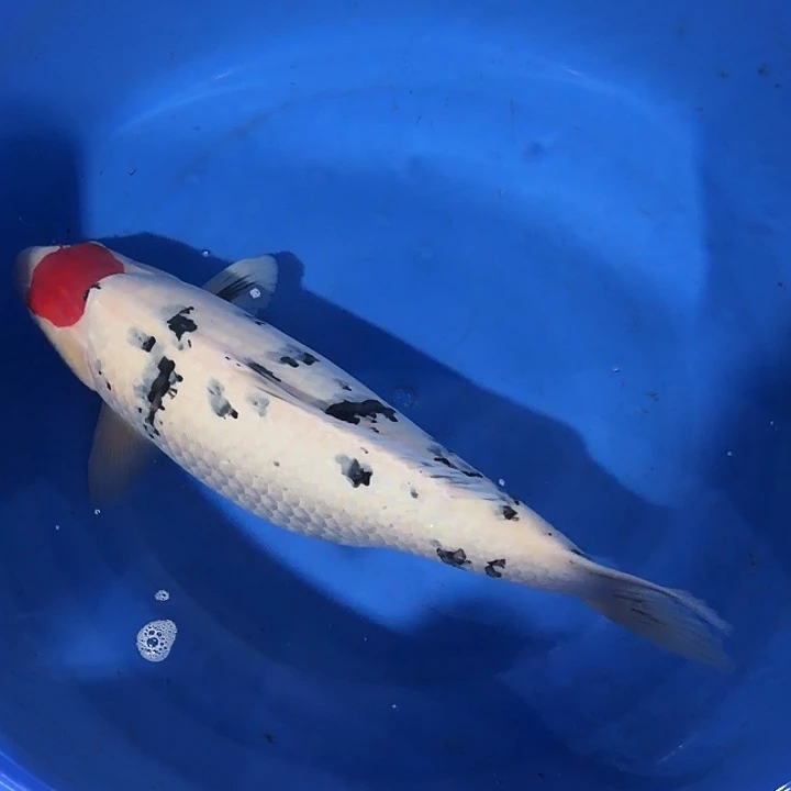 海水鱼单三专拍链接