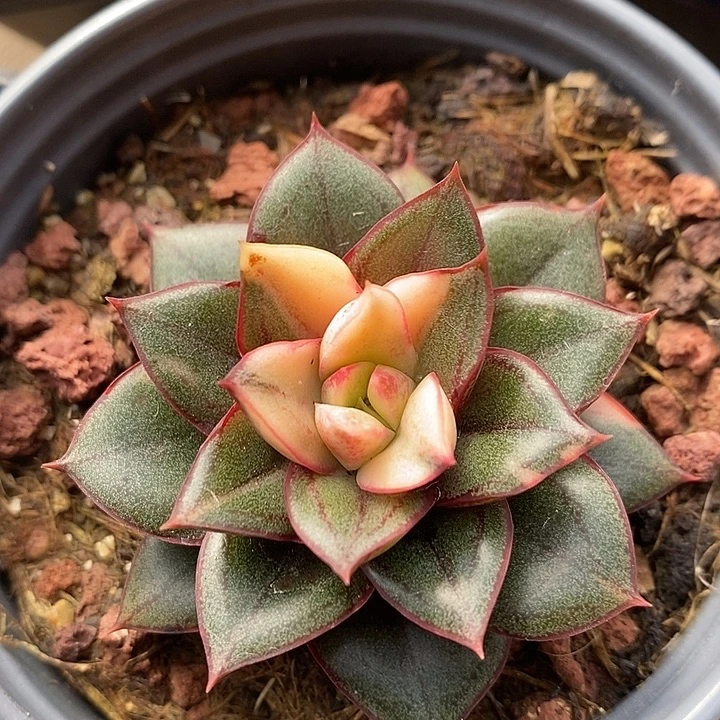 麒麟座锦多肉植物