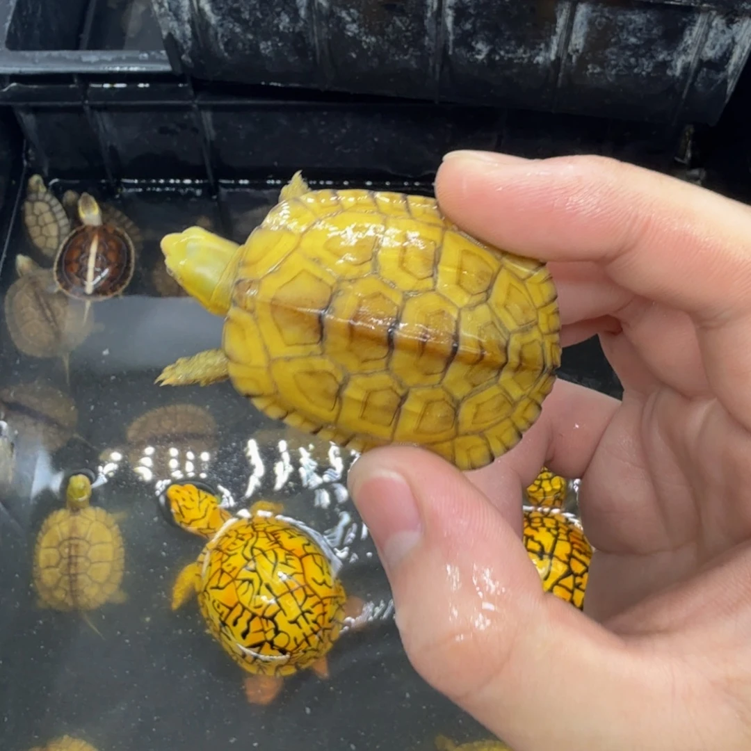 不分公母宠物龟小青