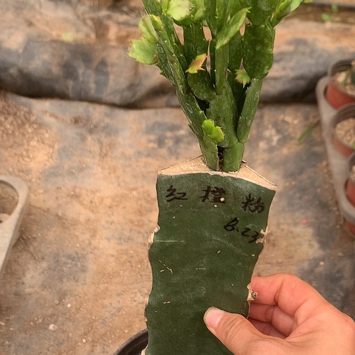 南****格003嫁接蟹爪兰：红粉橙三色