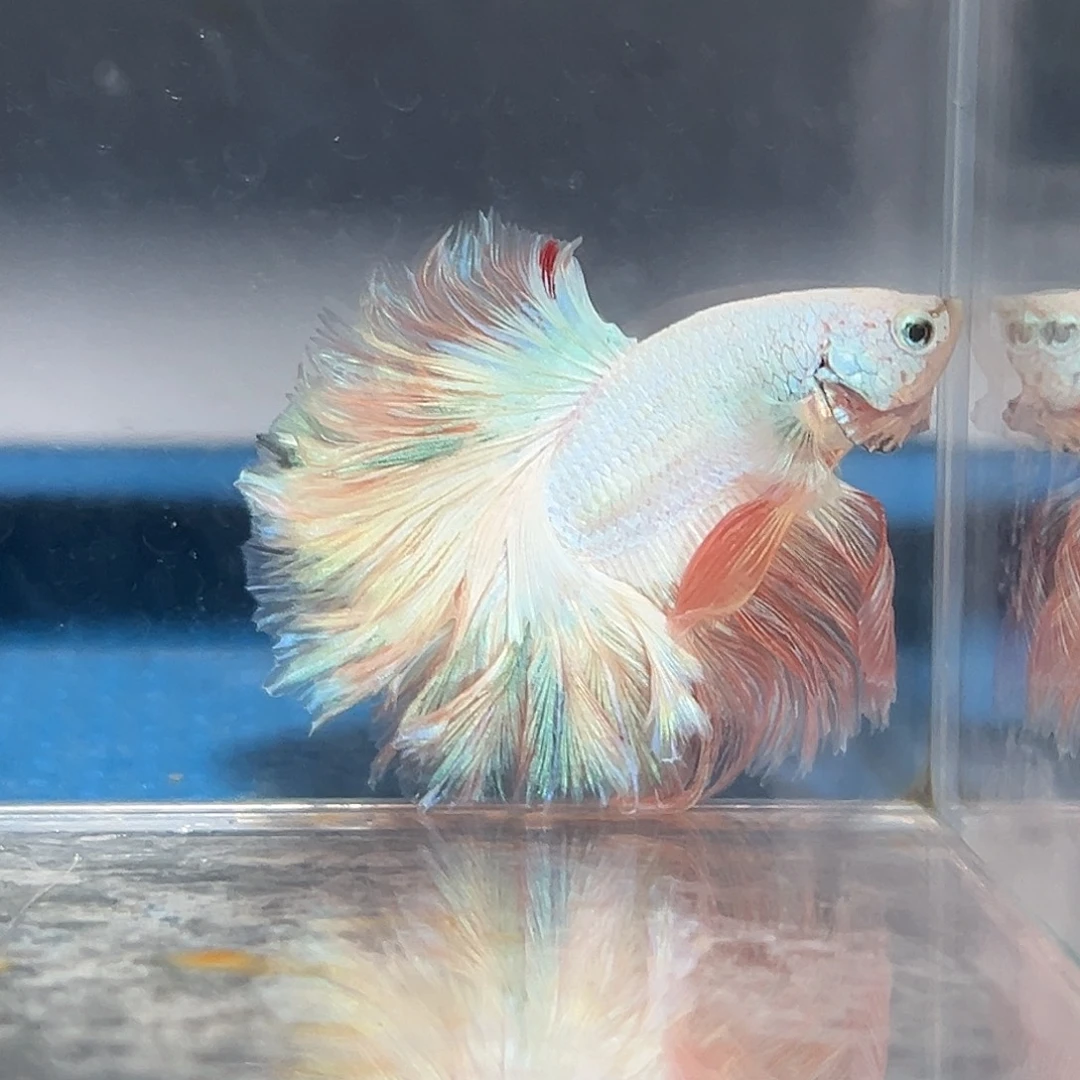 斗鱼64号粉绿色天鹰绣球清货价