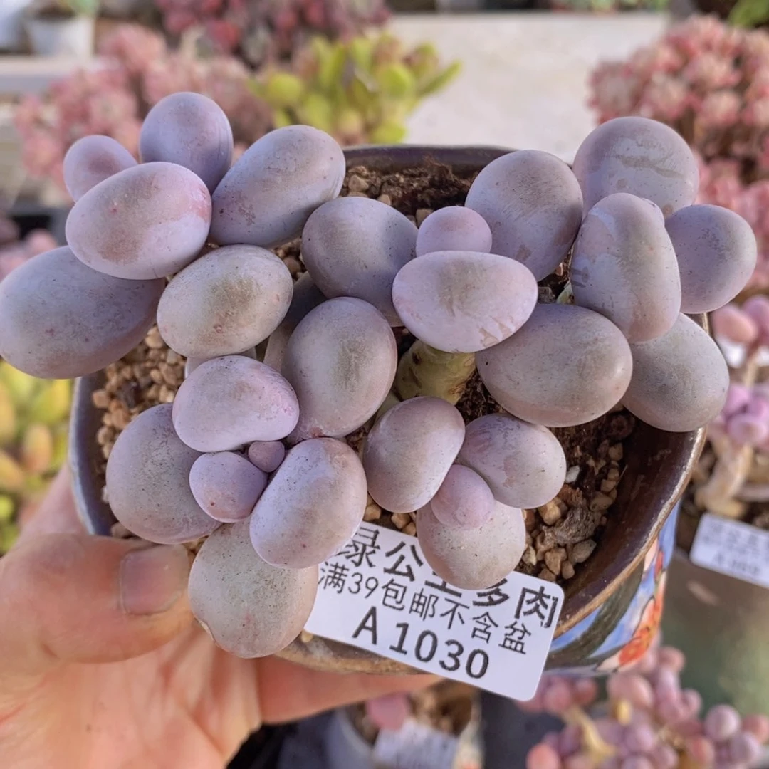 芭比奶洛7cm1030多肉植物