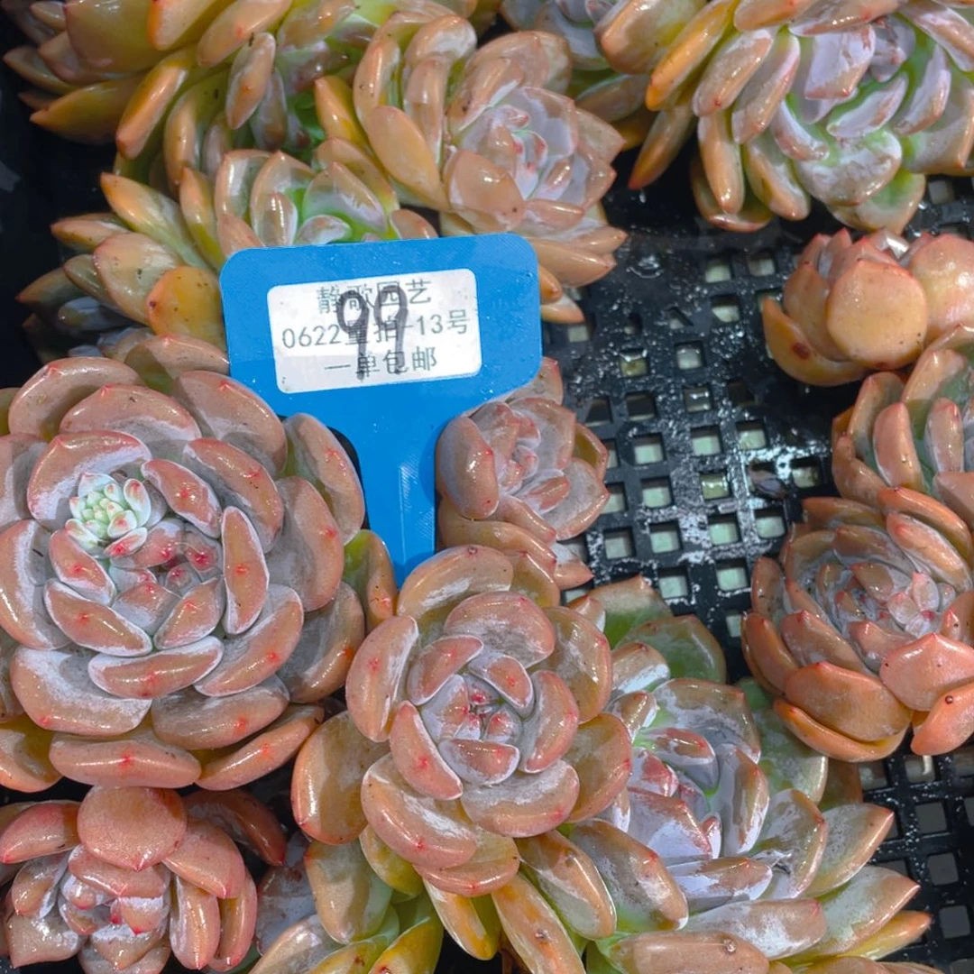 0725-99-母本大群石榴籽星影一刻