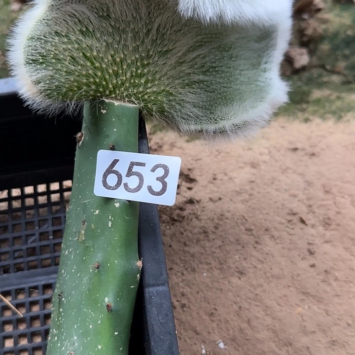 溺***虾无花朵嫁接九尾狐缀653