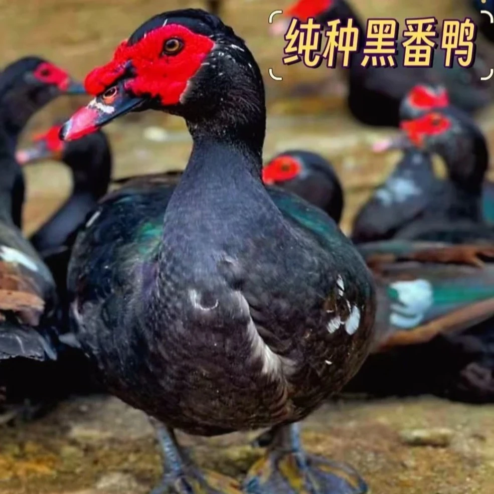 宠物 鸭黑番鸭 宠物鸭 顺丰包邮