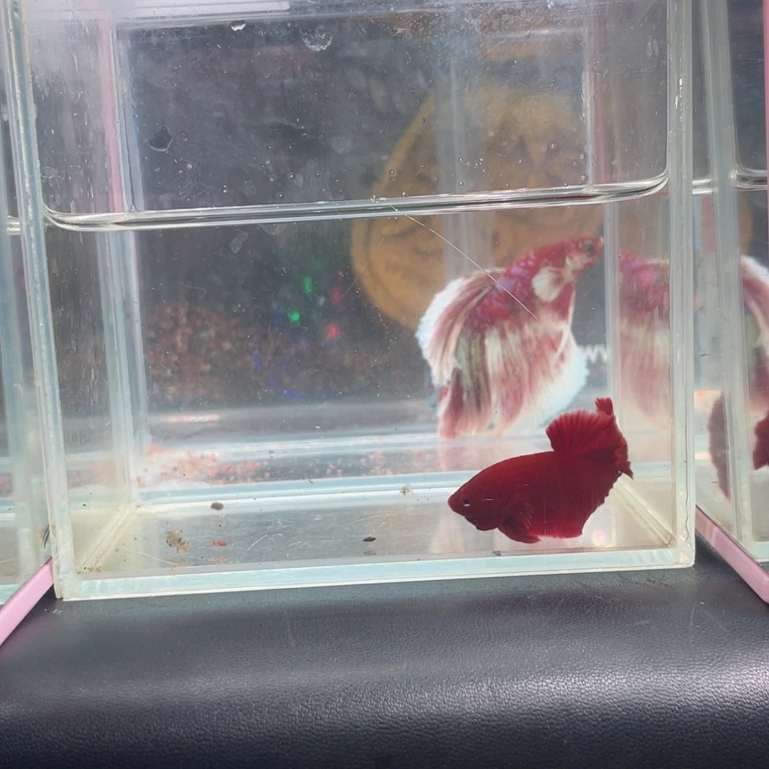 斗鱼27号12晚超红