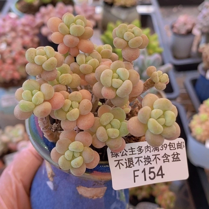 花朵鱼子酱老桩8cm154多肉植物