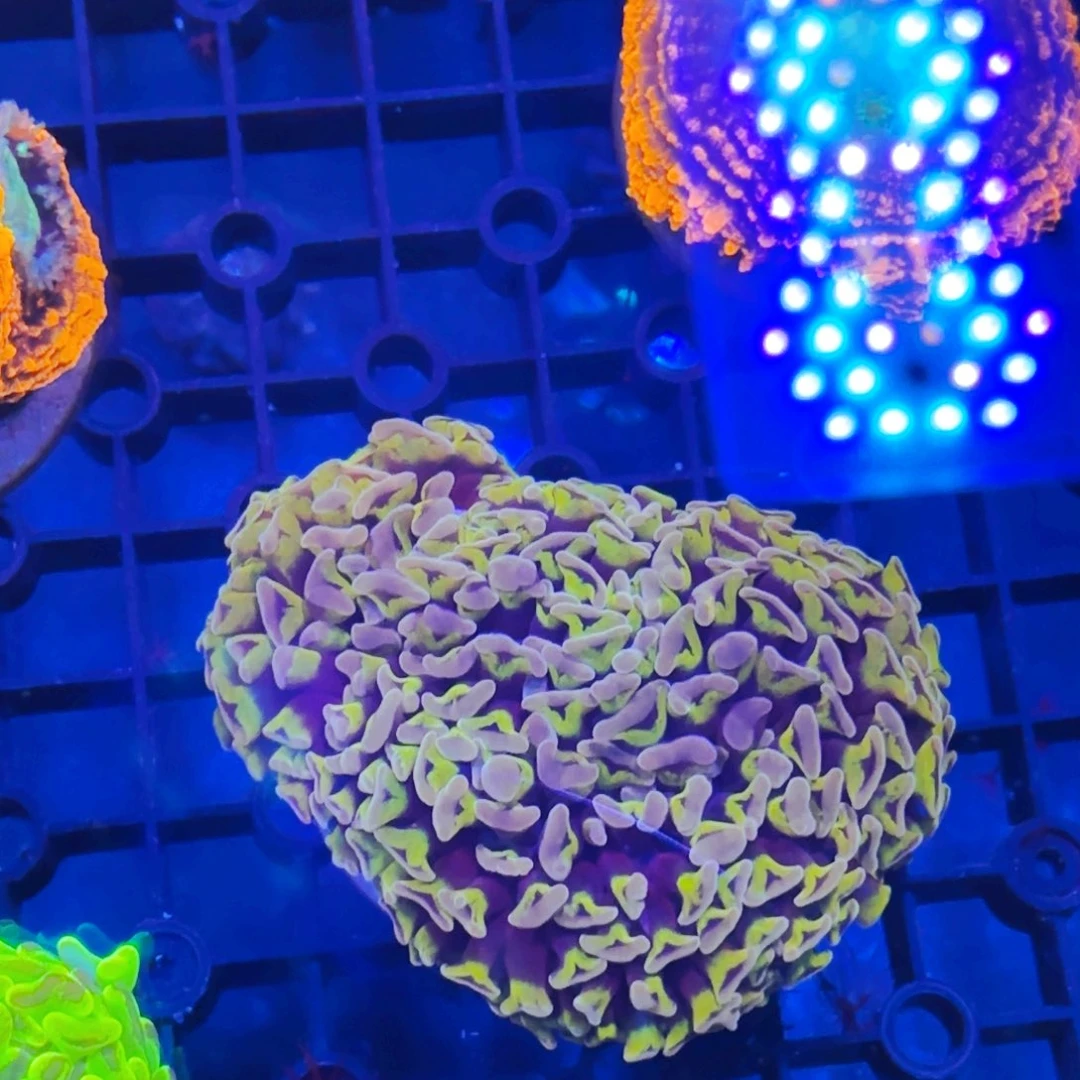 J***u纽扣珊瑚紫金猪腰