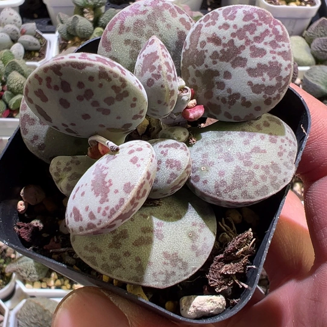 福利款花蛋老桩多肉植物水泡