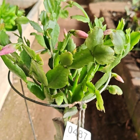 035零度之上包邮包邮脱土脱盆易掉苞芽487