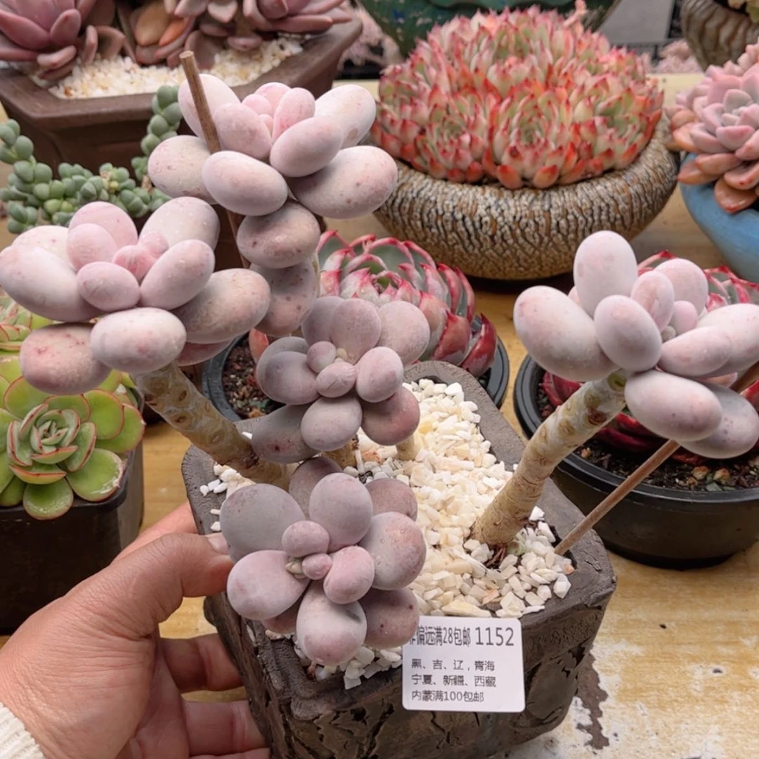 【闪购商品】1152鸡蛋奶