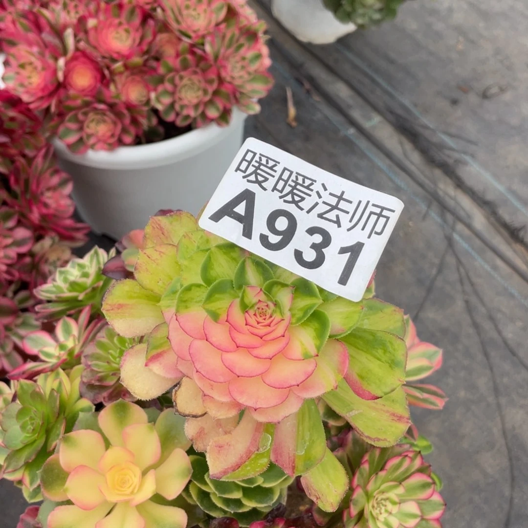 紫砂茶杯用****9931方法哥哥哈哈哈哈