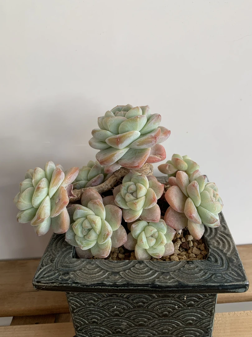 高原多年阳光控养粉色老桩多肉