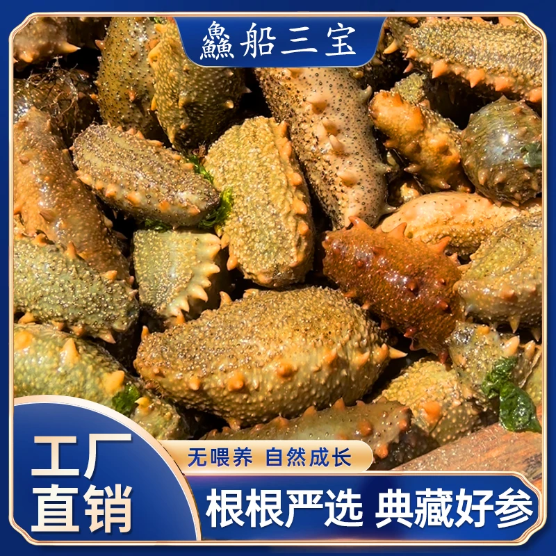 【渔三宝推荐】烟台直发 鲜活海参（高压即食发货）二十斤装 顺丰到家