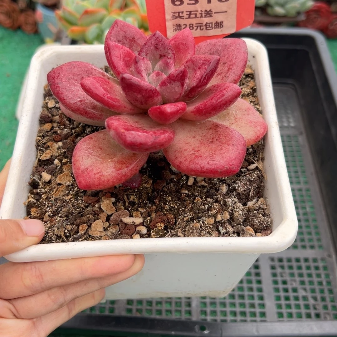 表妹精品多肉植物6310.