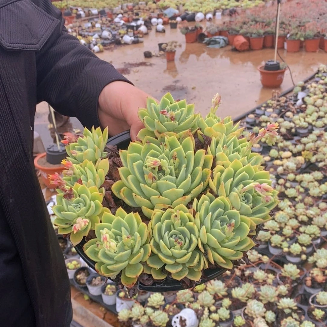 三色堇大盆整桩手捧，210杯