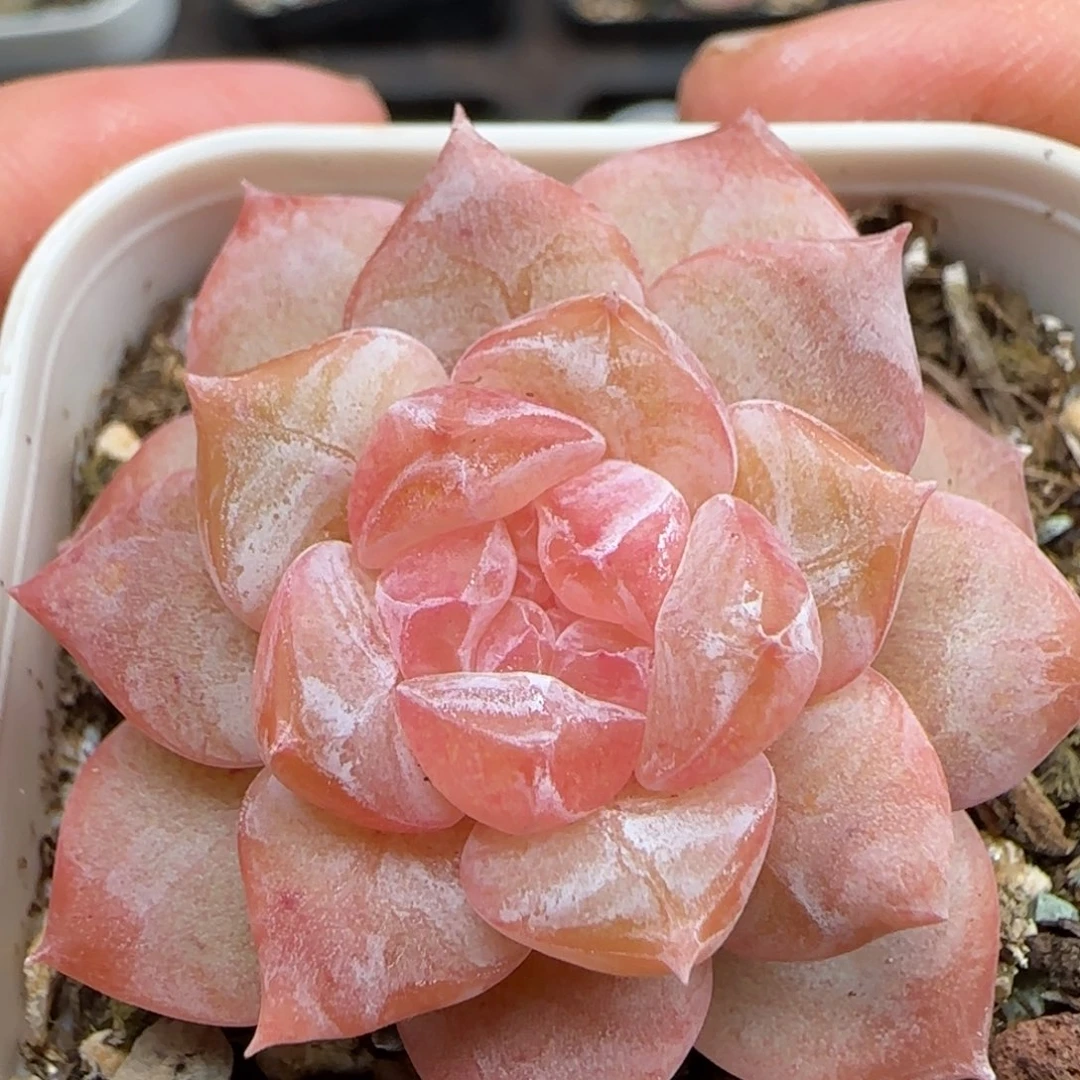 一物一拍粉透琥珀