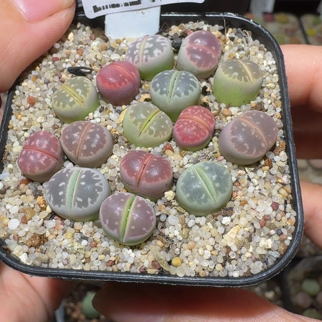 Ssss精品生石花1400