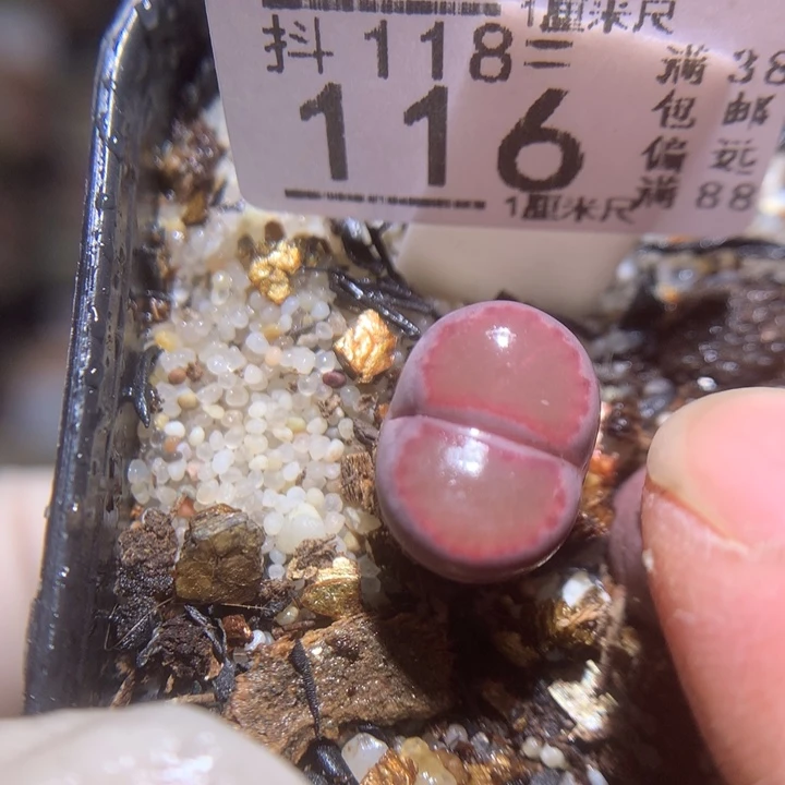 精品生石花118.116