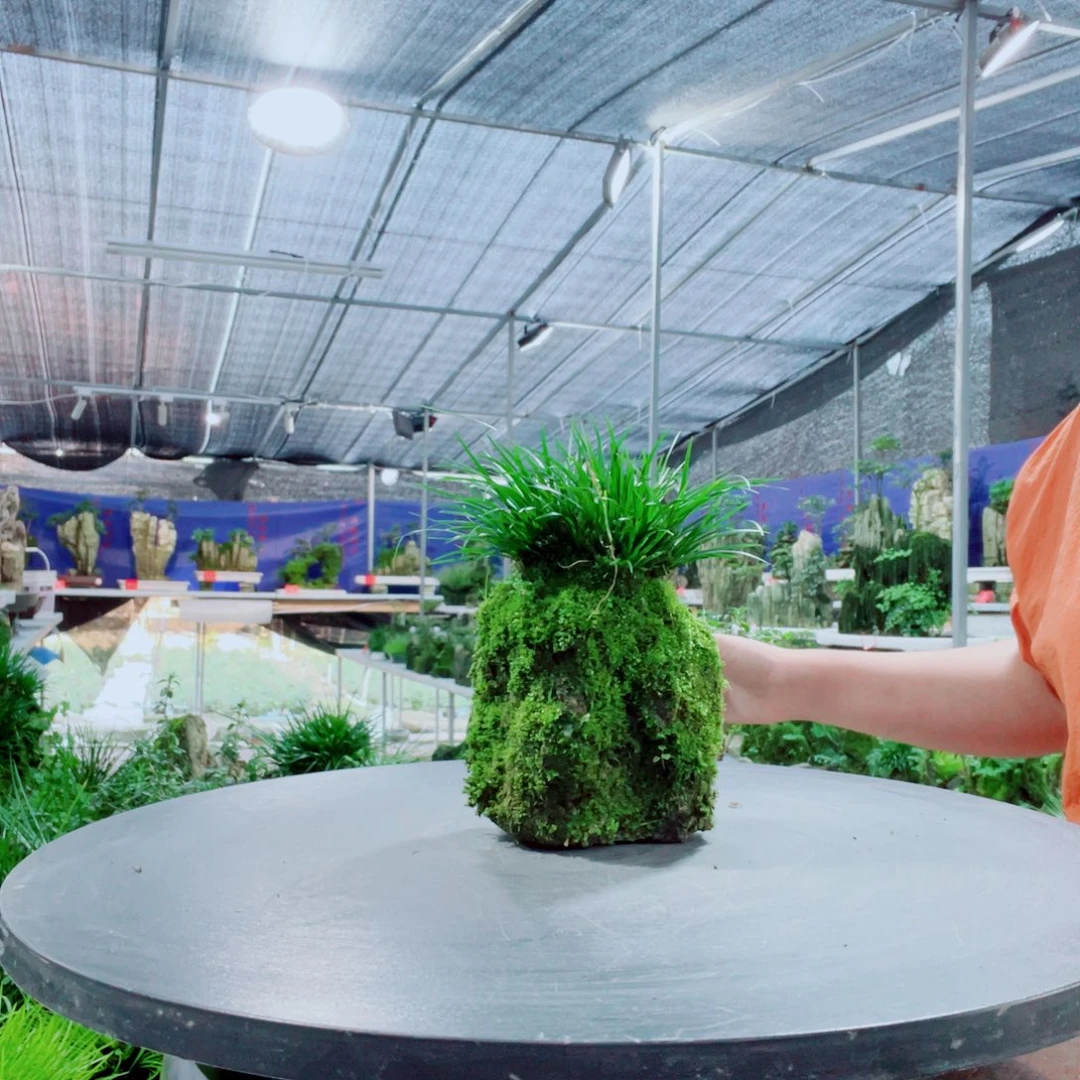 小***草当前无花栽培后可以开花