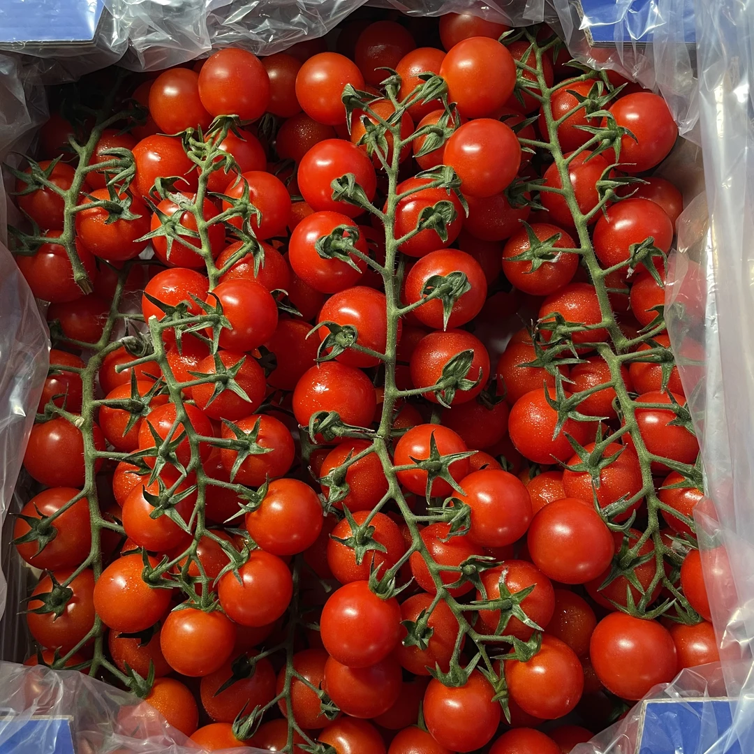 【串收番茄】现采现摘自然成熟 1.5kg/3.5kg装 新疆包邮