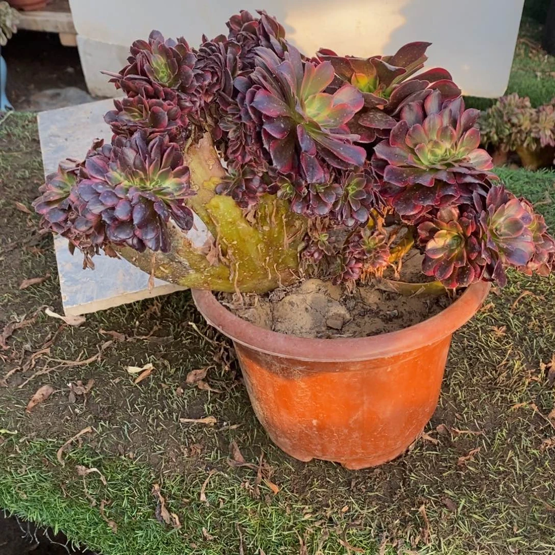 水果糖缀化1593号多肉