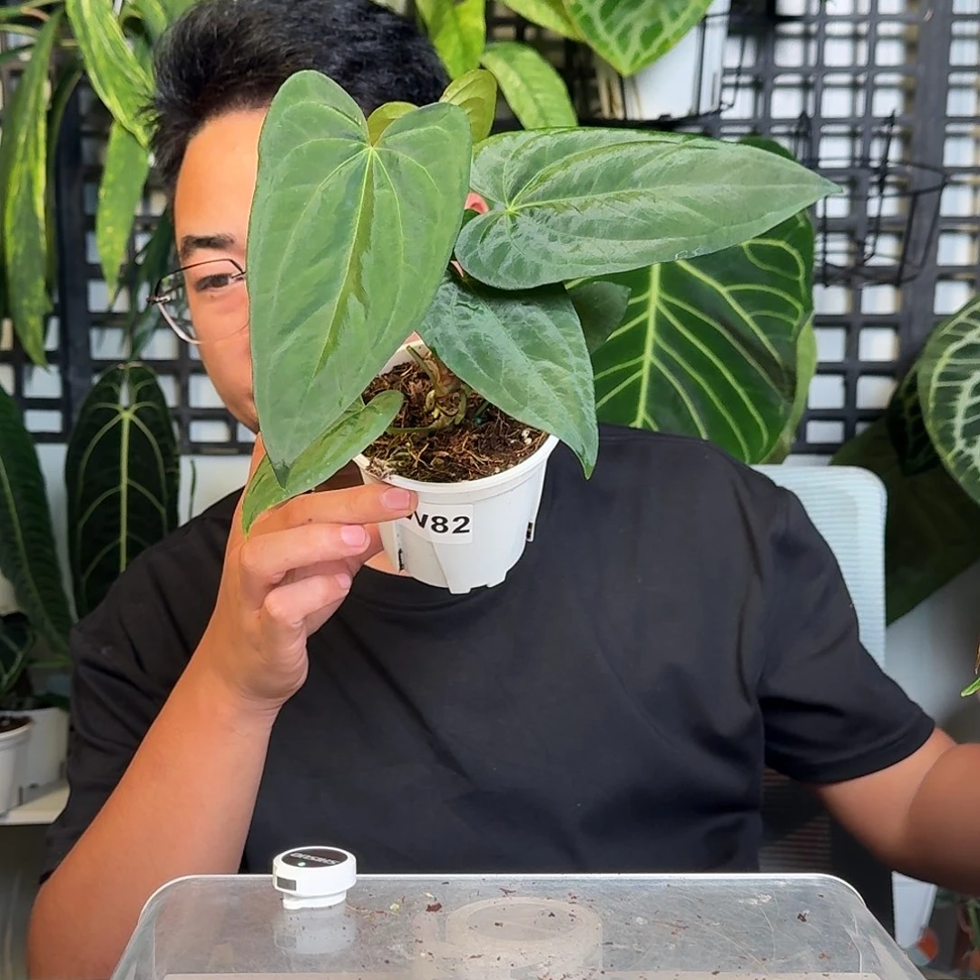 无花朵北**才一物一拍W82