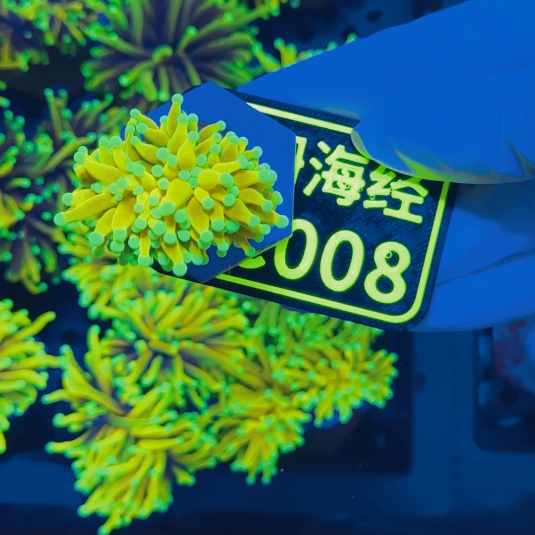 葱***纽扣珊瑚晓晓不包邮仙本那金C008