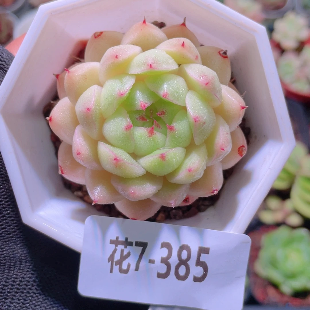 花利美7-385海王