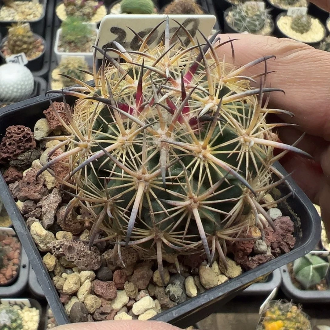 ****丶2009虎爪玉实生专拍