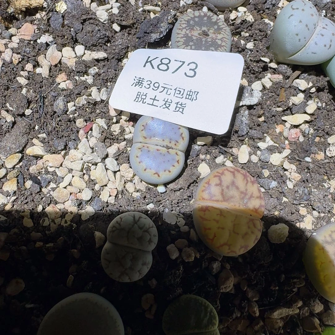 滑***风873多肉哈哈哈哈哈哈哈