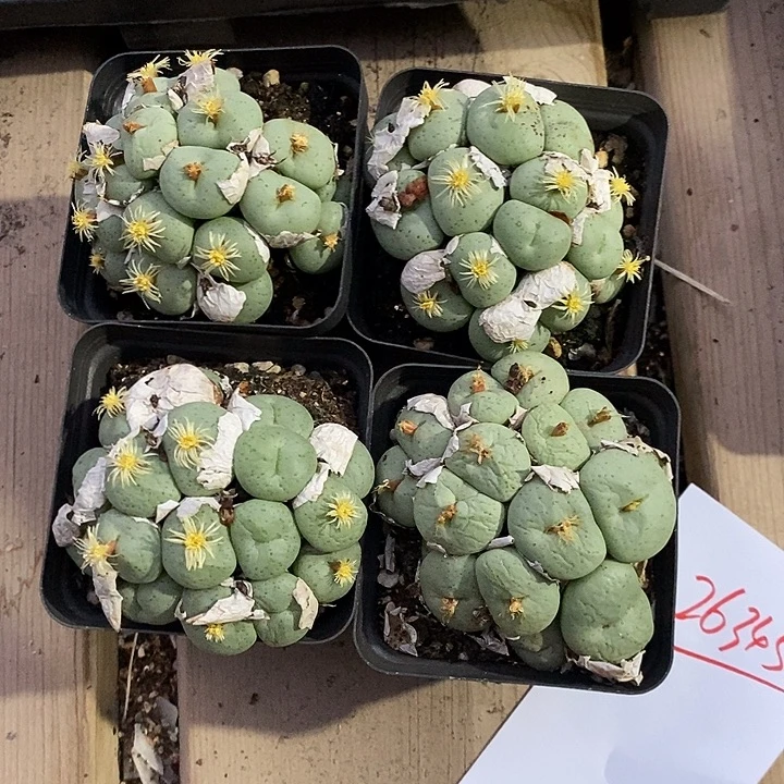 26345。 大饼一盒。