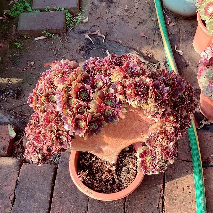 万圣节朵缀，多肉