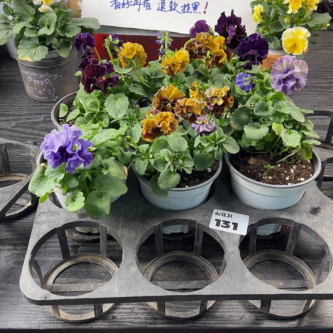 大部分花苞少量开放131号