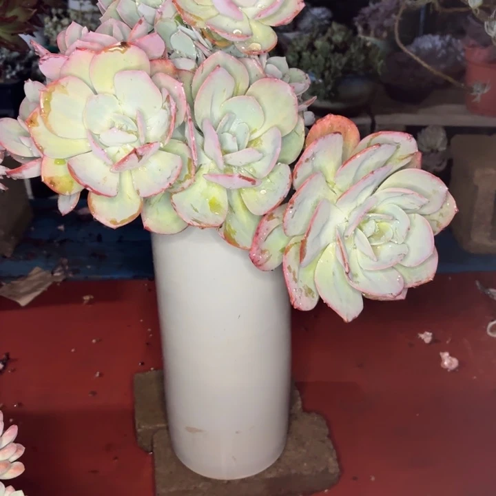 ****煜老桩精品肉肉雪凤