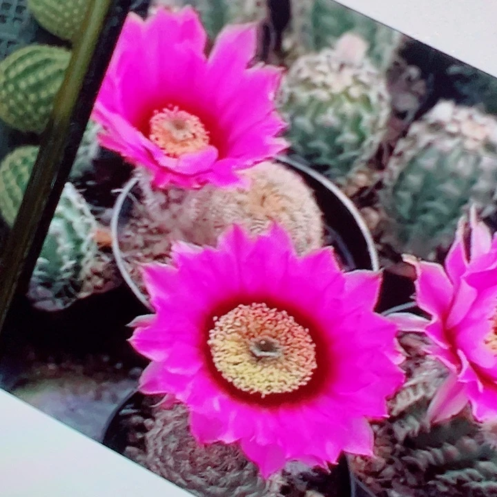 折墨虾 侧芽 厘米 满20包邮