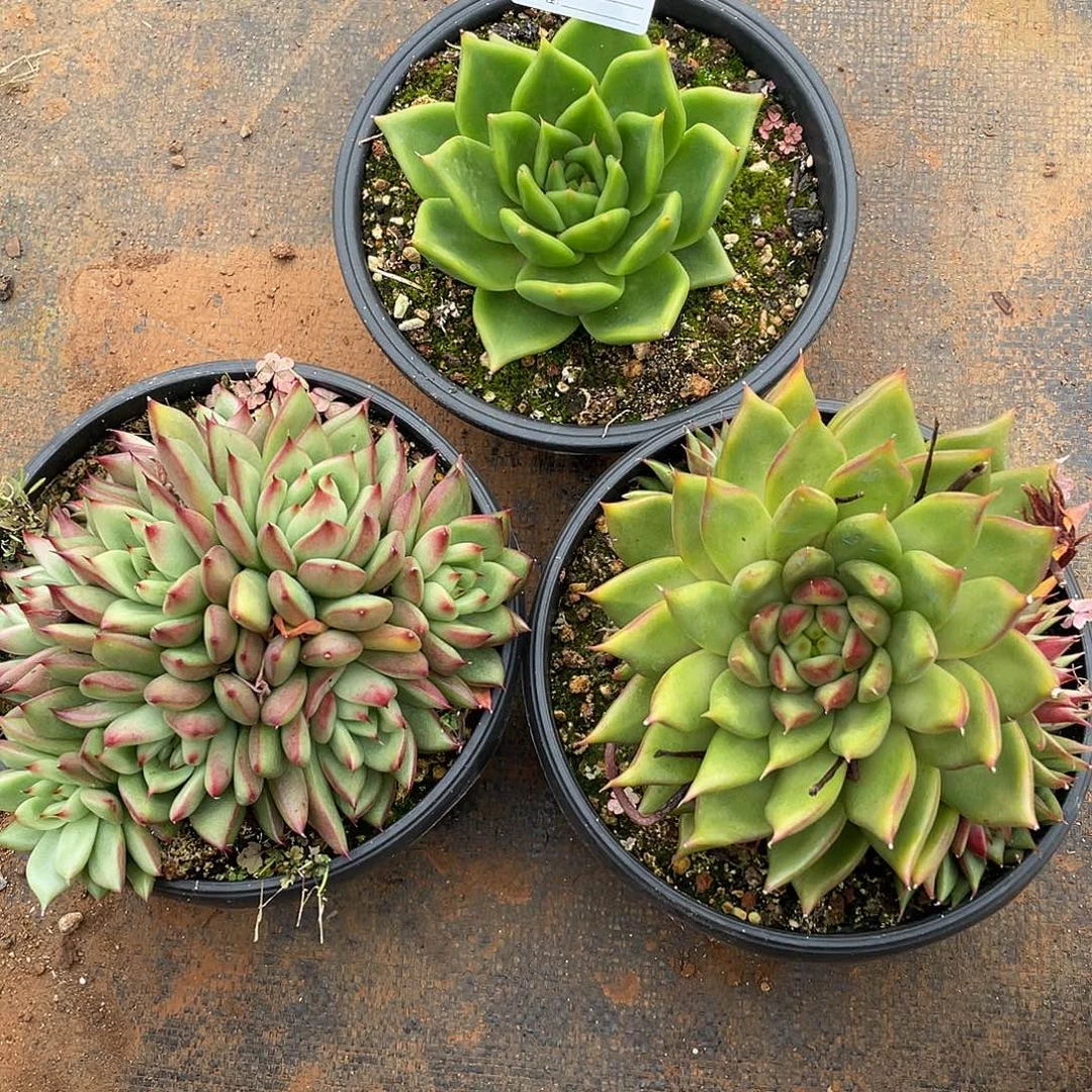 若如东云组拍E227