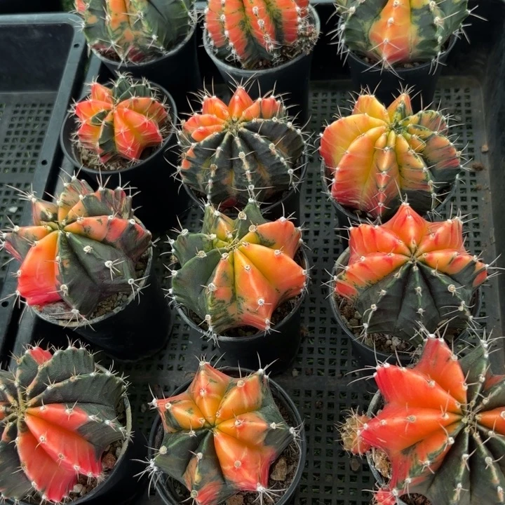 二个实生牡丹自然锦好量拍