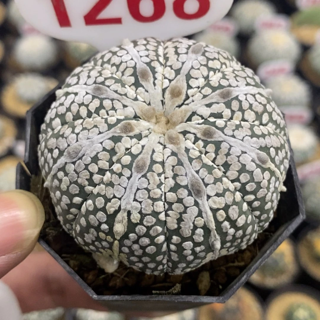 1268海星大麦片浓白奇迹兜