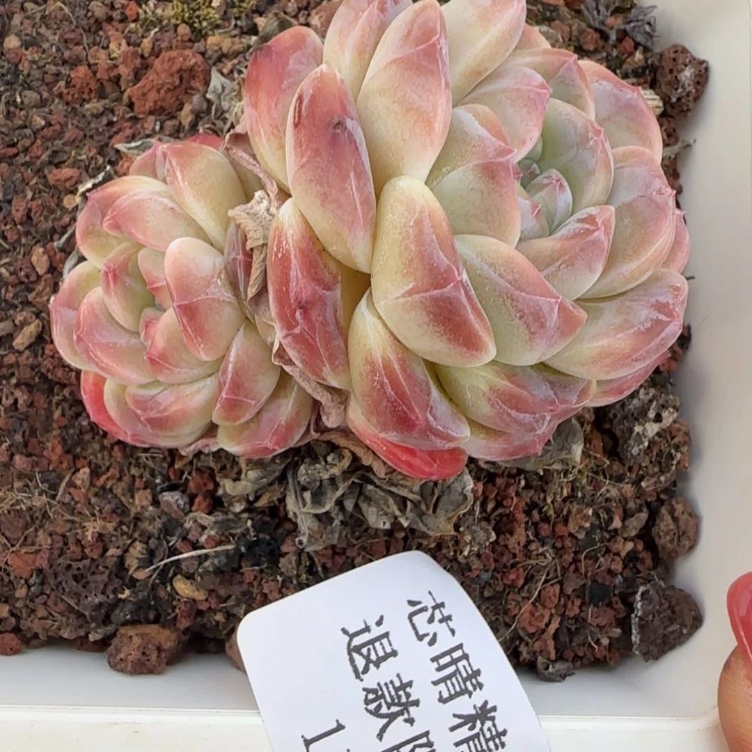 闪购精品多肉115号