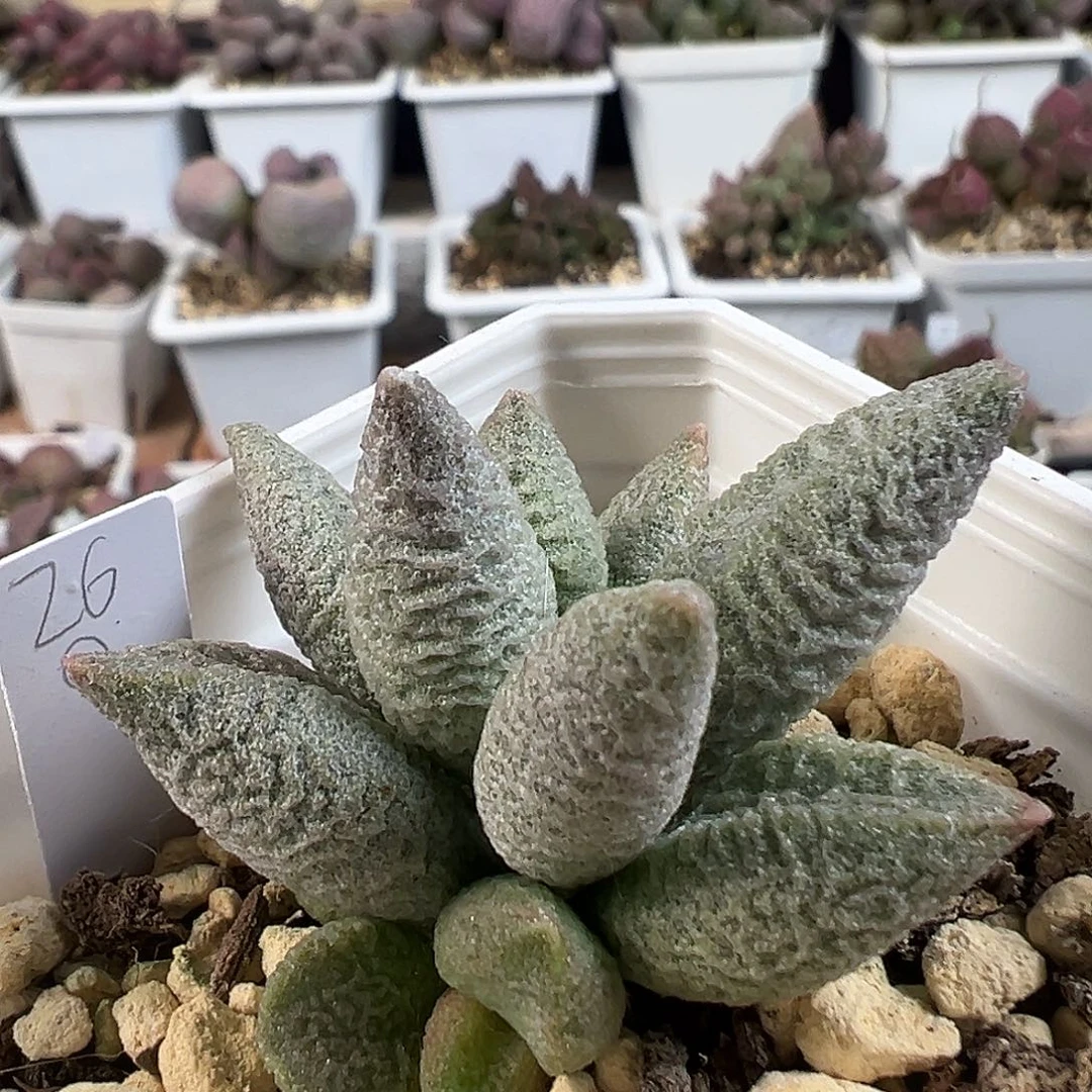 融化纹冰激凌多肉水泡植物