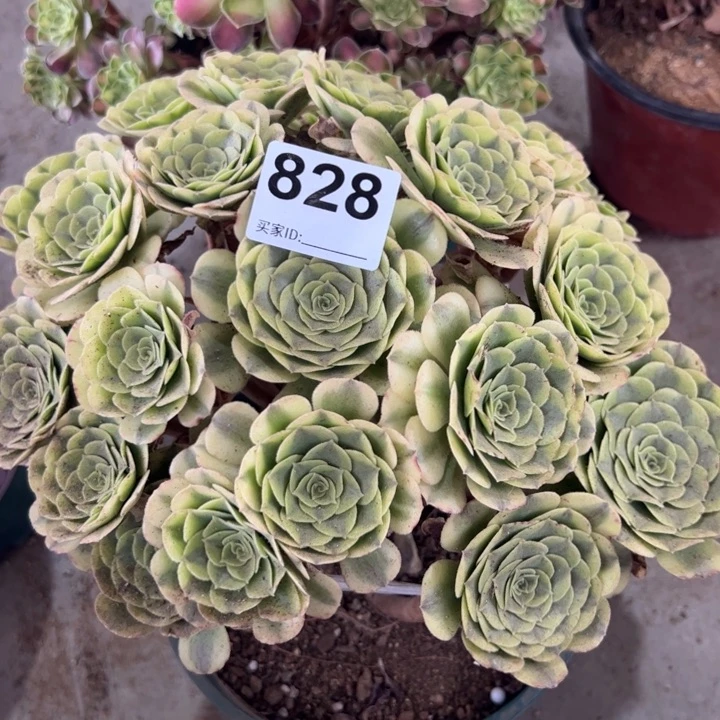 828绿豆沙28厘米左右