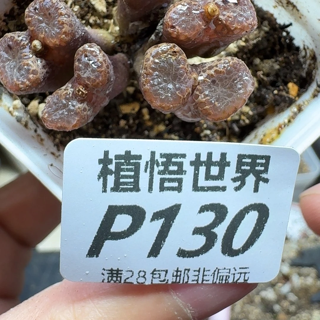 多肉植物的润泽fbbj