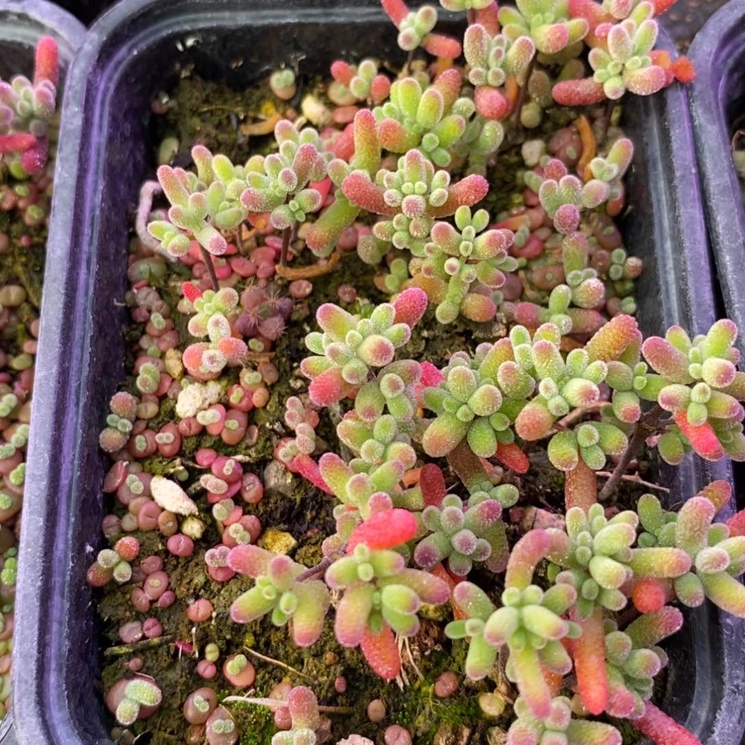 啊*仙843混合小苗。