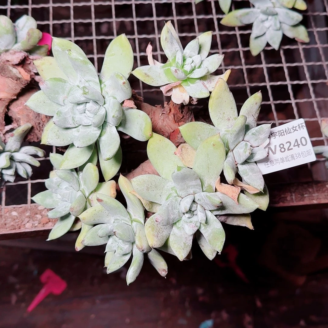 飞***啦8240瑕疵仙女杯多肉