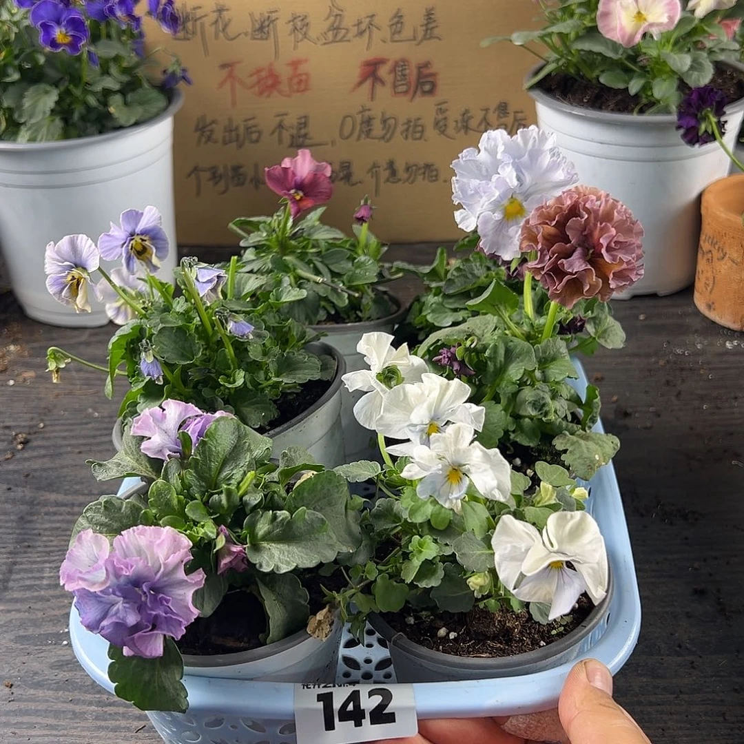 大部分花苞少量开放142号