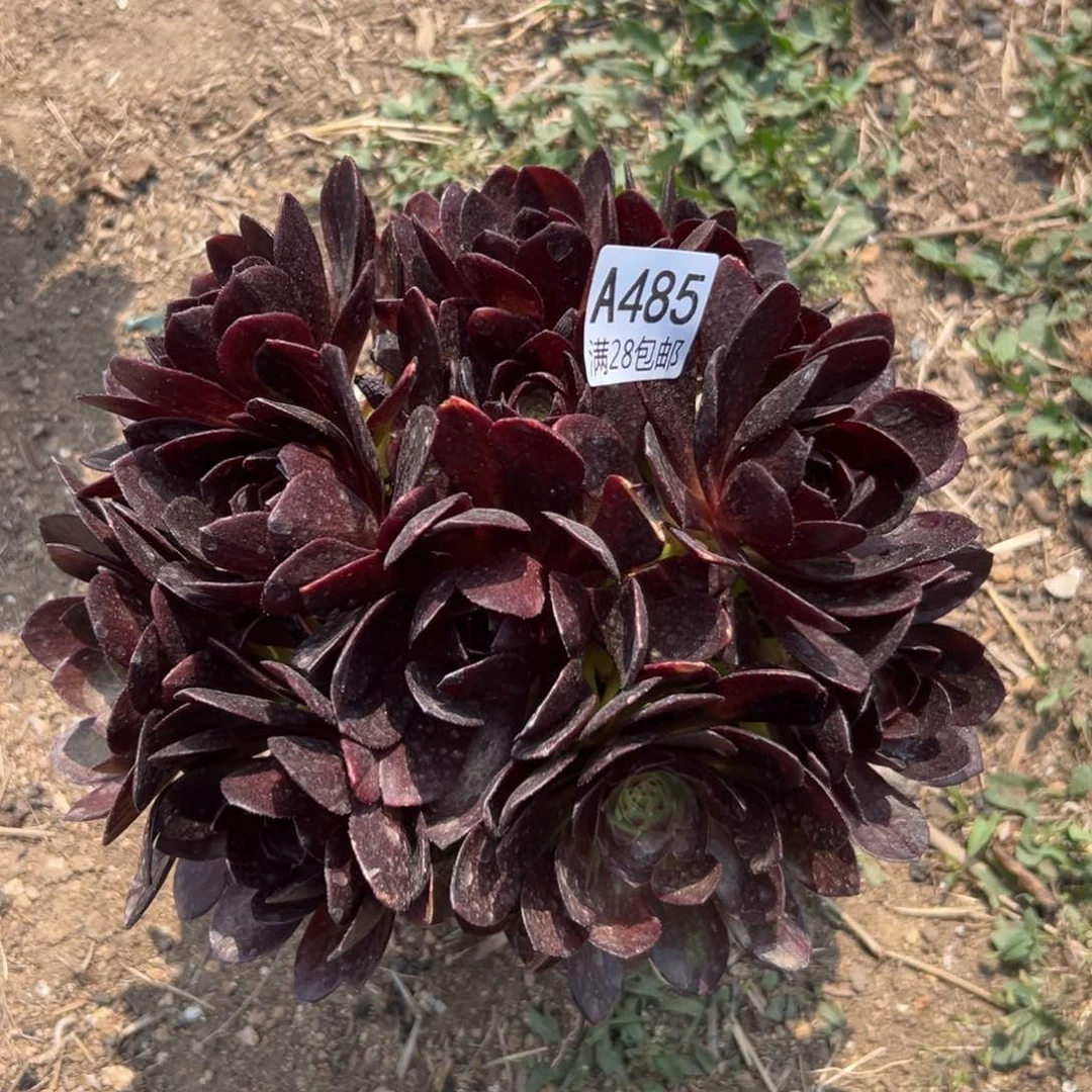 485多肉    黑寡妇