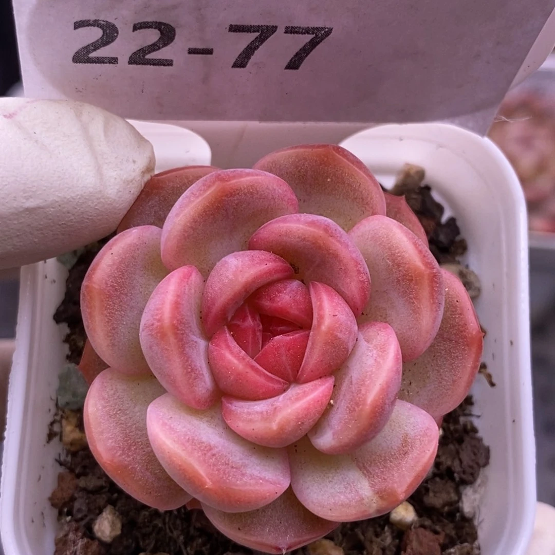 【闪购商品】22-77琴心